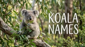Koala names with name generator