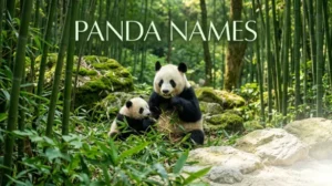 Adorable Panda names with name generator