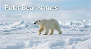 Polar bear names with name generator