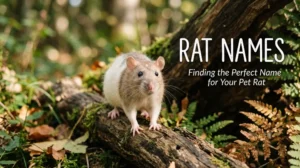 Rat names with name generator