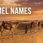 Camel names with name generator