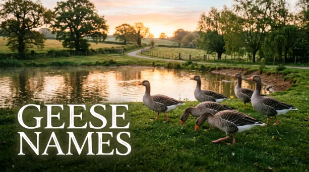 Goose Names with name generator