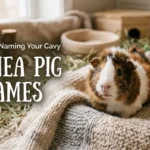 Guinea Pig Names with name generator