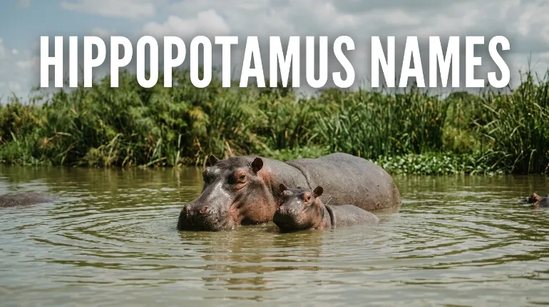 Hippopotamus Names with name generator