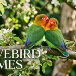 Lovebird names with name generator